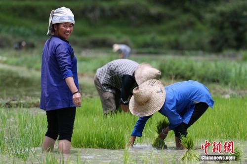 资料图:芒种节气,田间一派繁忙景象。贺俊怡 摄