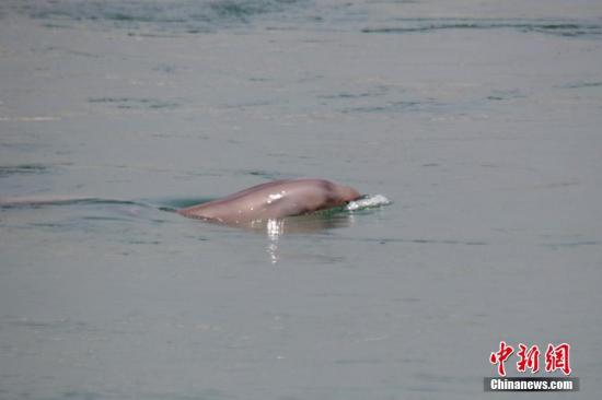 資料圖:長江江豚。<a target='_blank' href='http://www.chinanews.com/'>中新社</a>記者 黃餘洋 攝