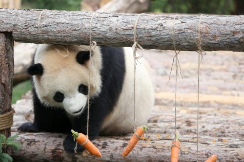 图为大熊猫在馆内玩耍。<a target='_blank' href='http://www.chinanews.com/'>中新社</a>记者 罗云鹏 摄