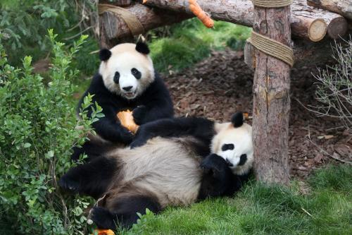 图为大熊猫在馆内玩耍。<a target='_blank' href='http://www.chinanews.com/'>中新社</a>记者 罗云鹏 摄