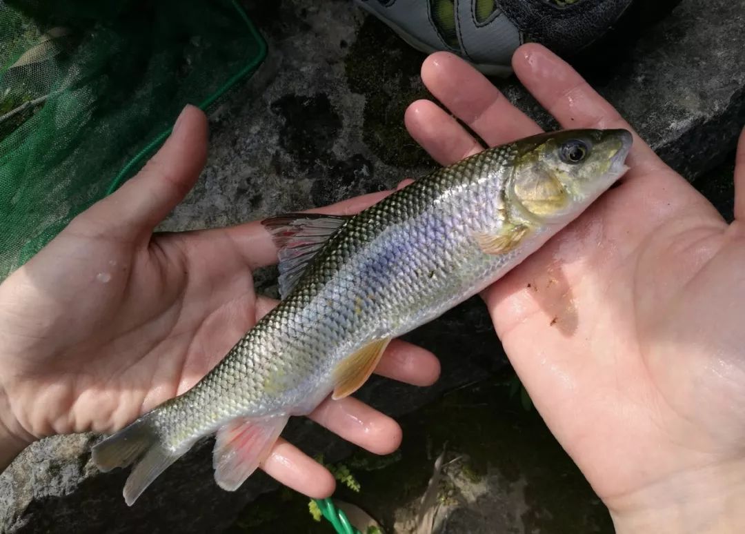 北京一半的魚消失了 新浪網 北美