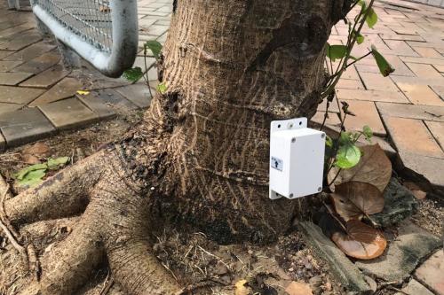 香港將有8000樹木底部安裝傳感器,以測量樹木傾斜角度和方向。圖片來源:香港特區政府新聞網