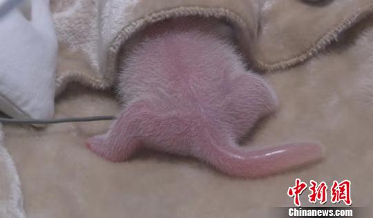 大熊猫“阿宝”的宝宝。成都熊猫基地供图