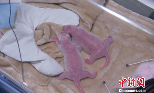 大熊猫“阿宝”的龙凤胎宝宝。成都熊猫基地供图