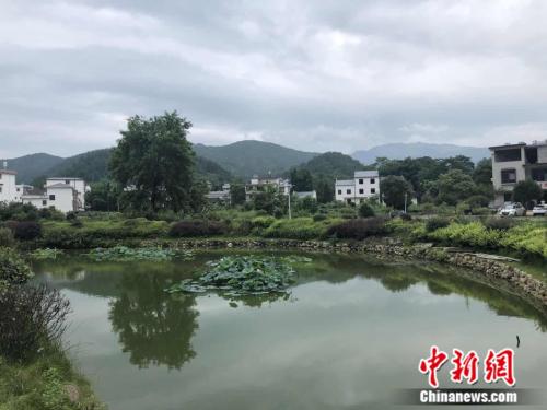 園村內“水生植物淨化系統”所用的溼地塘。 冷昊陽 攝