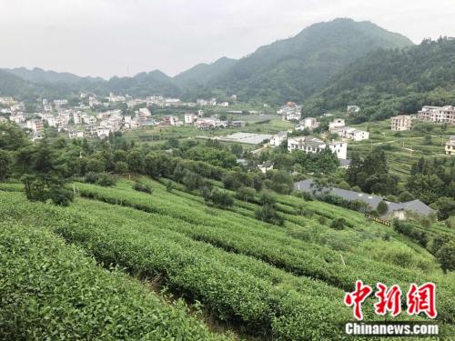 上猶縣的茶田“猶江綠月”。 冷昊陽 攝