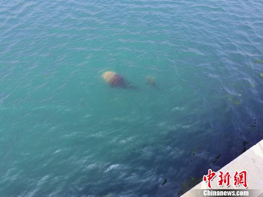 湛蓝色海水在太阳下闪闪发光、砖红色海蜇在海水表层肆意畅游、金色人造沙滩也留下了海龟与人的脚印……山东省日照市石臼港一改往日黑色“煤码头”风貌,成为新一代海洋生态旅游岸线。 郝学娟 摄