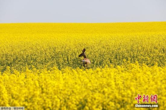 資料圖:加拿大阿爾伯塔省西部油菜花盛開。