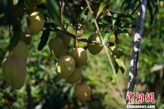 图为华坪芒果 杜潇潇 摄