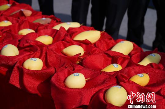 图为芒果王芒果皇后评选现场 杜潇潇 摄