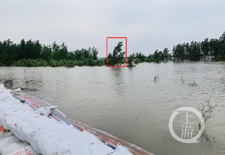 ▲7月13日,江西九江市江洲鎮,大樹被洪水淹沒到只露樹枝,大樹至少被淹沒1米。攝影/上游新聞記者 時婷婷