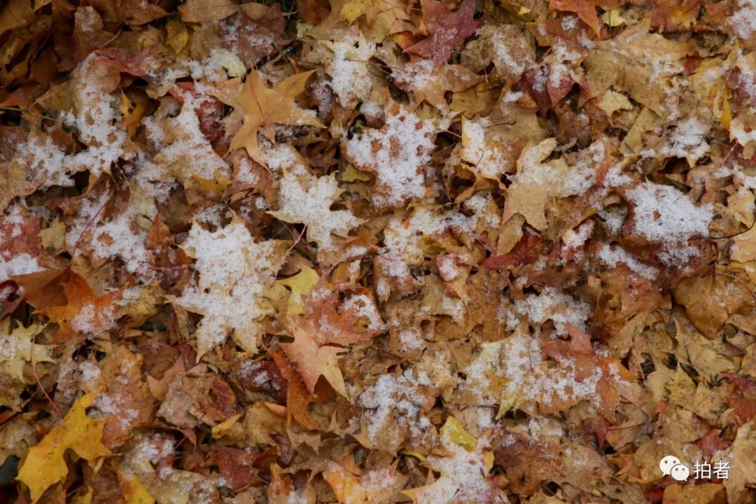 ▲雪后的圆明园更显静谧,细雪覆盖的树林里,偶尔传出几声游人的欢声笑语。摄影/新京报记者郑新洽