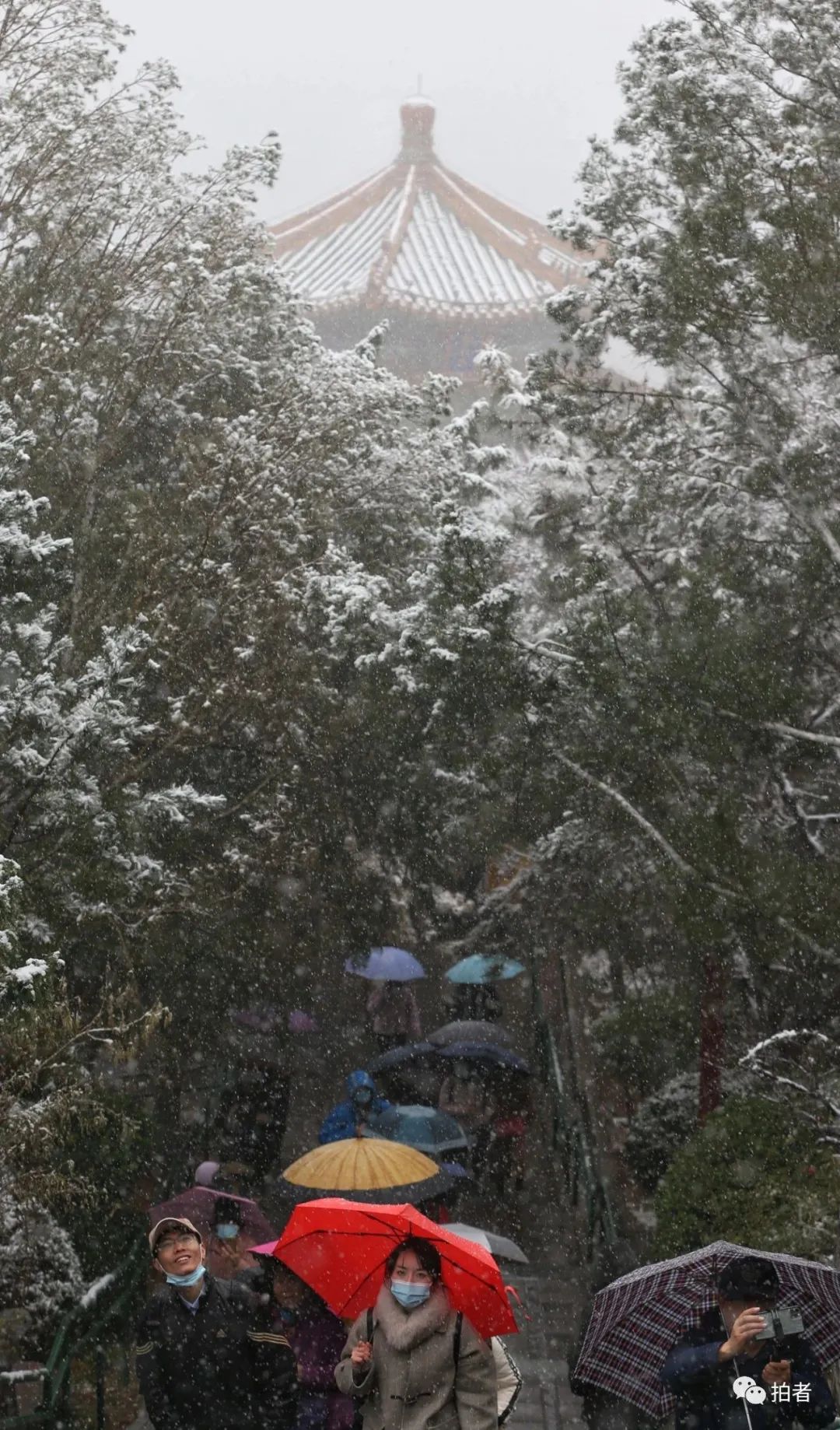 ▲景山公园,游客冒雪登山赏景。摄影/新京报记者薛珺