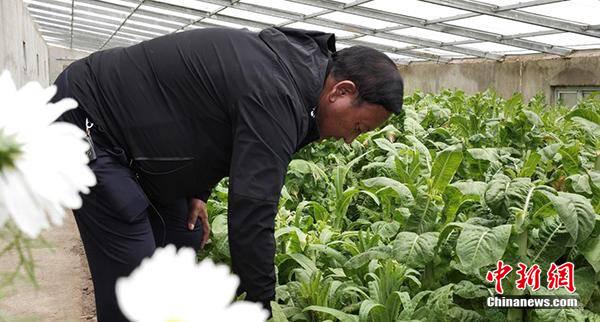 巴珠在察看蔬菜的長勢。 旦增努布攝