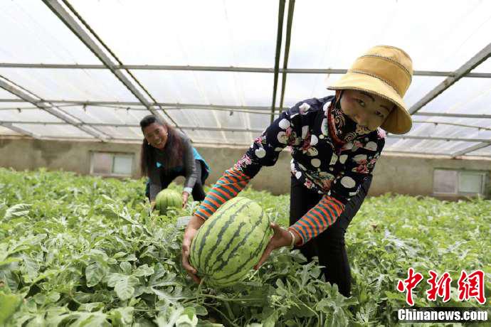 農民在蔬菜生產基地。趙金悅 攝