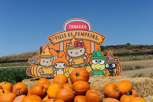 TanakaFarm可愛南瓜農場