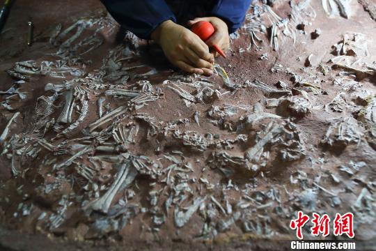 古生物化石修复师吕波正在修复择义王氏鳄化石。 张云 摄