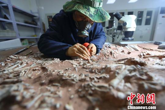 古生物化石修复师吕波正在修复择义王氏鳄化石。 张云 摄