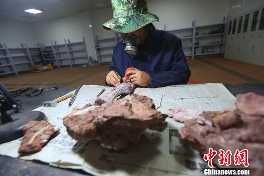 古生物化石修复师吕波正在修复择古生物化石。 张云 摄