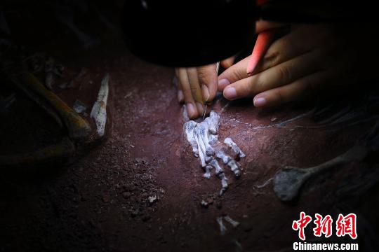 古生物化石修复师吕波正在修复择义王氏鳄(化石)的爪子。 张云 摄