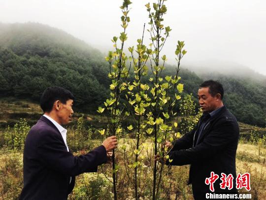 ▲貴州省赫章縣生態保護與脫貧同步推進。(中新網)