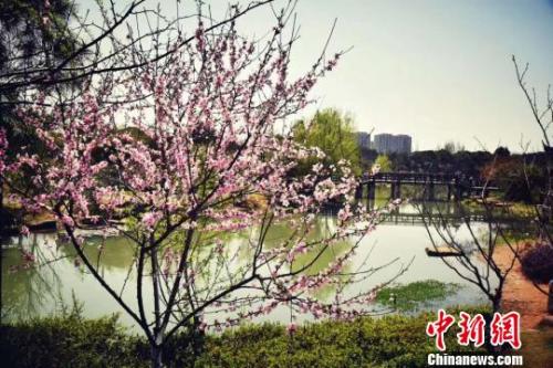 圖爲:千桃園(資料圖) 範宇斌 攝