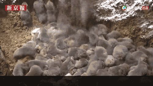 湖北全面禁食野生动物,近千只竹鼠被填埋